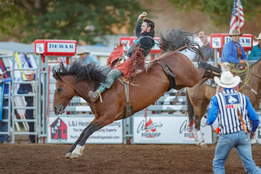 Bronc rider at the Canby Rodeo